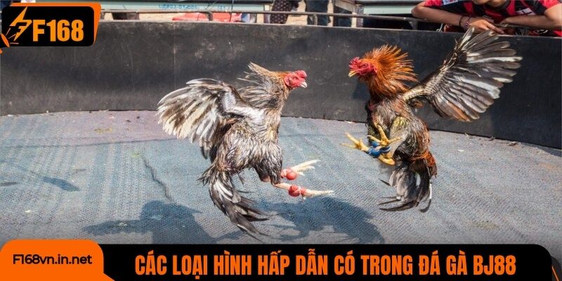 Các loại hình chọi kê hấp dẫn có trong đá gà BJ88