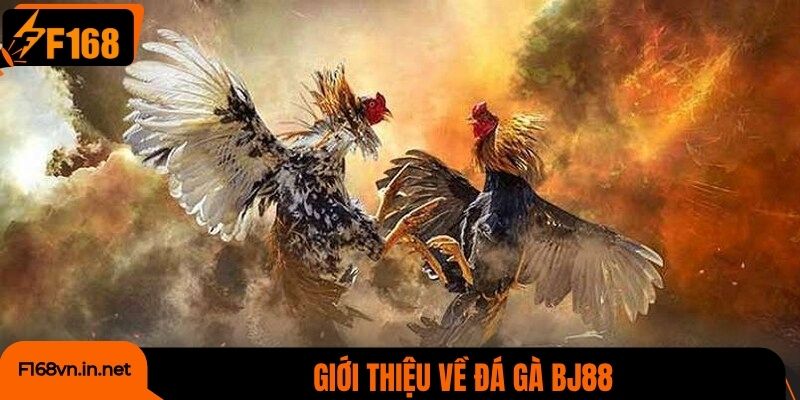 Giới thiệu về đá gà BJ88