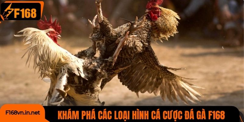 Khám phá các loại hình cá cược đá gà F168 hot nhất