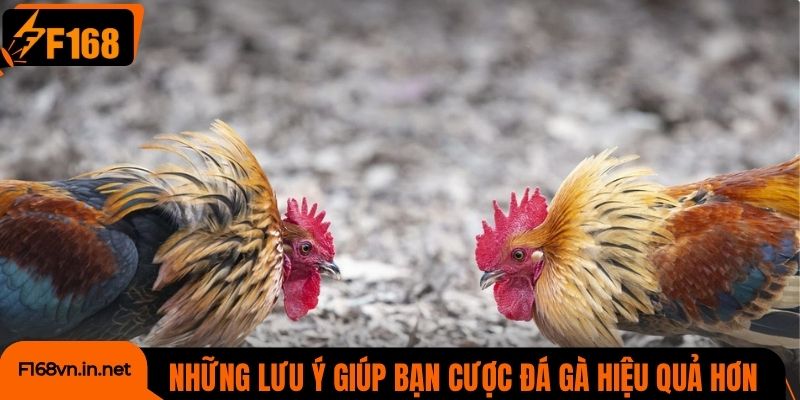 Những lưu ý giúp bạn cá cược đá gà hiệu quả hơn