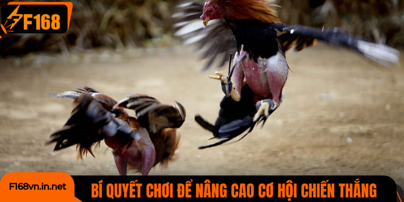 Bí quyết chơi đá gà SV388 nâng cao cơ hội chiến thắng