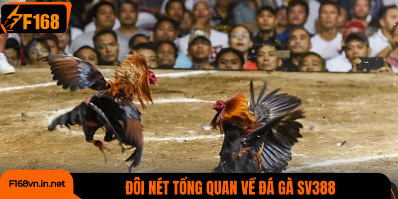 Đôi nét tổng quan về đá gà SV388