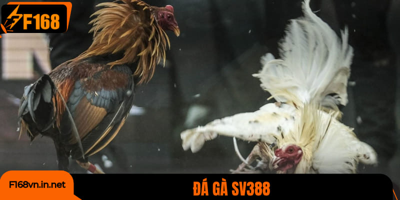 Đá gà SV388