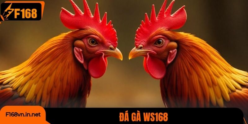 Đá Gà WS168