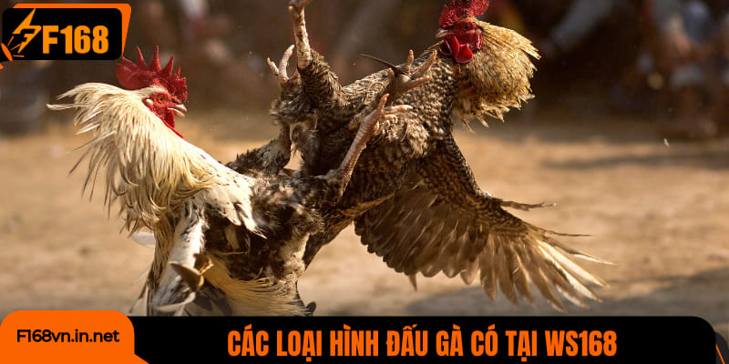 Các loại hình đấu gà có tại WS168