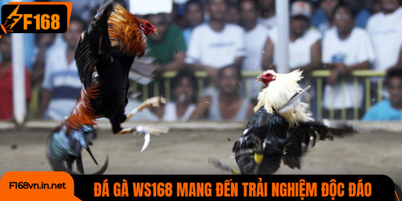 Đá gà WS168 mang đến trải nghiệm độc đáo