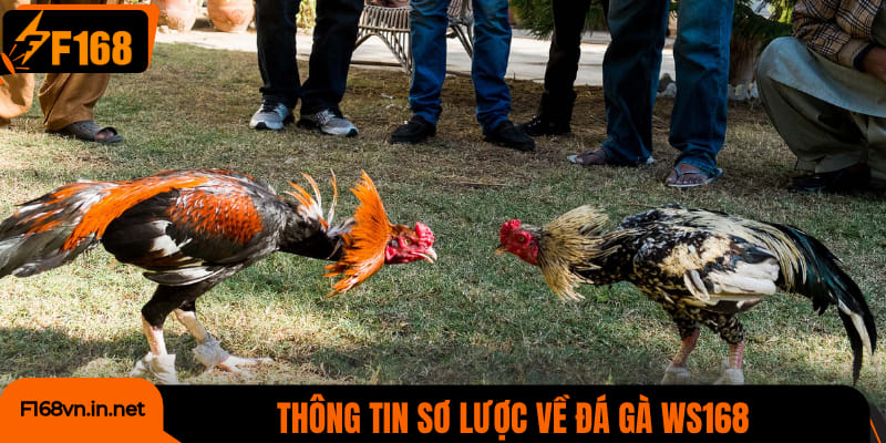 Thông tin sơ lược về đá gà WS168
